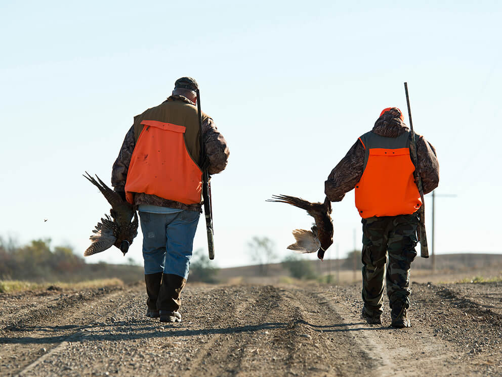 Pheasant hunters carrying pheasants