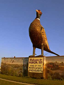 world's largest pheasant